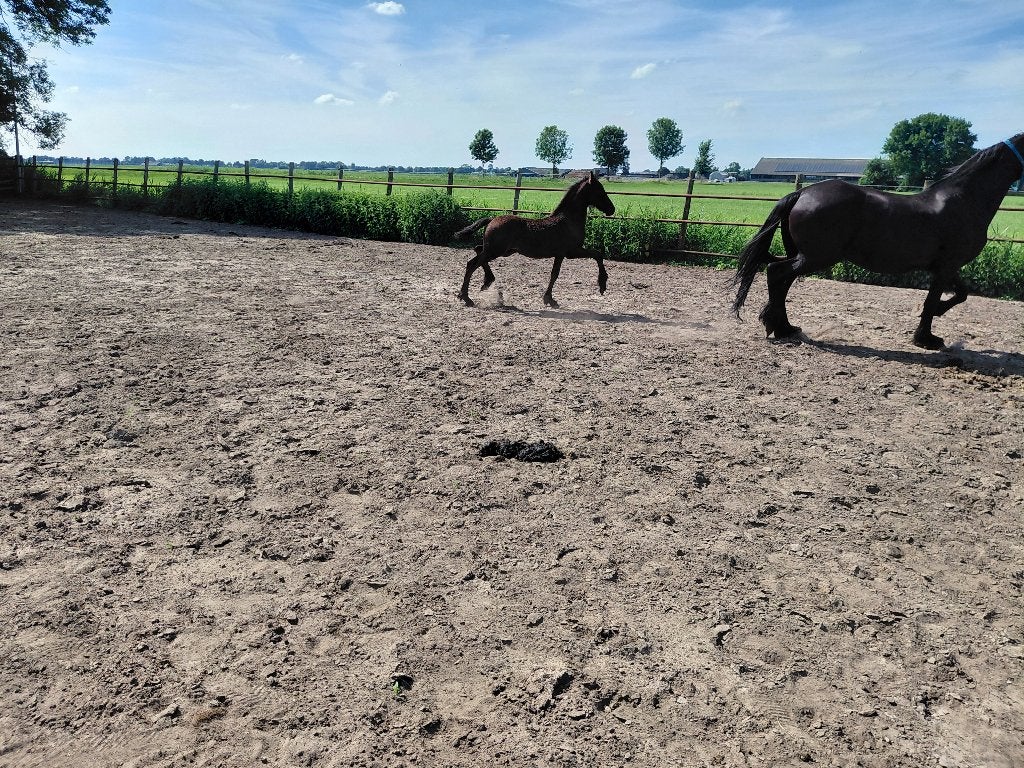2 barokke friese veulens en barock pinto fries veulen en 1jr, Meerdere dieren, Dressuurpaard, Met stamboom, 0 tot 2 jaar