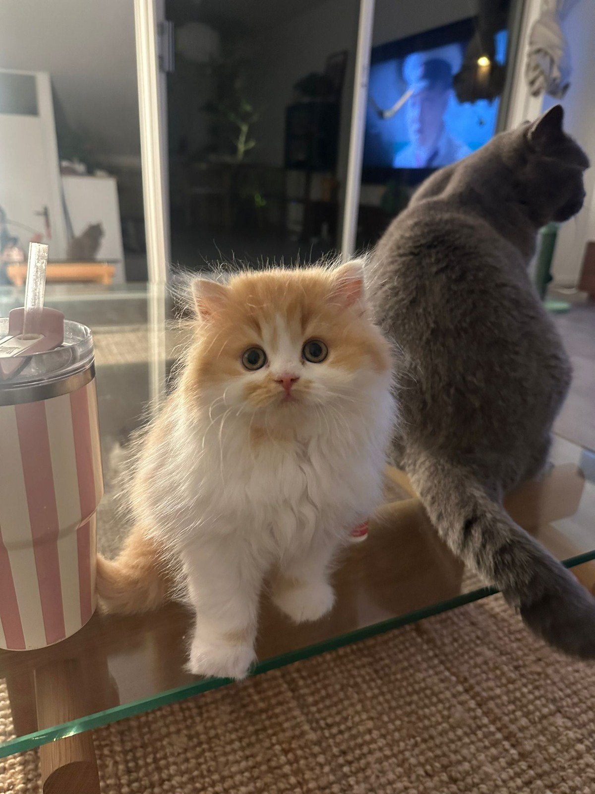 Perfect British Longhair kitten for sale, Poes