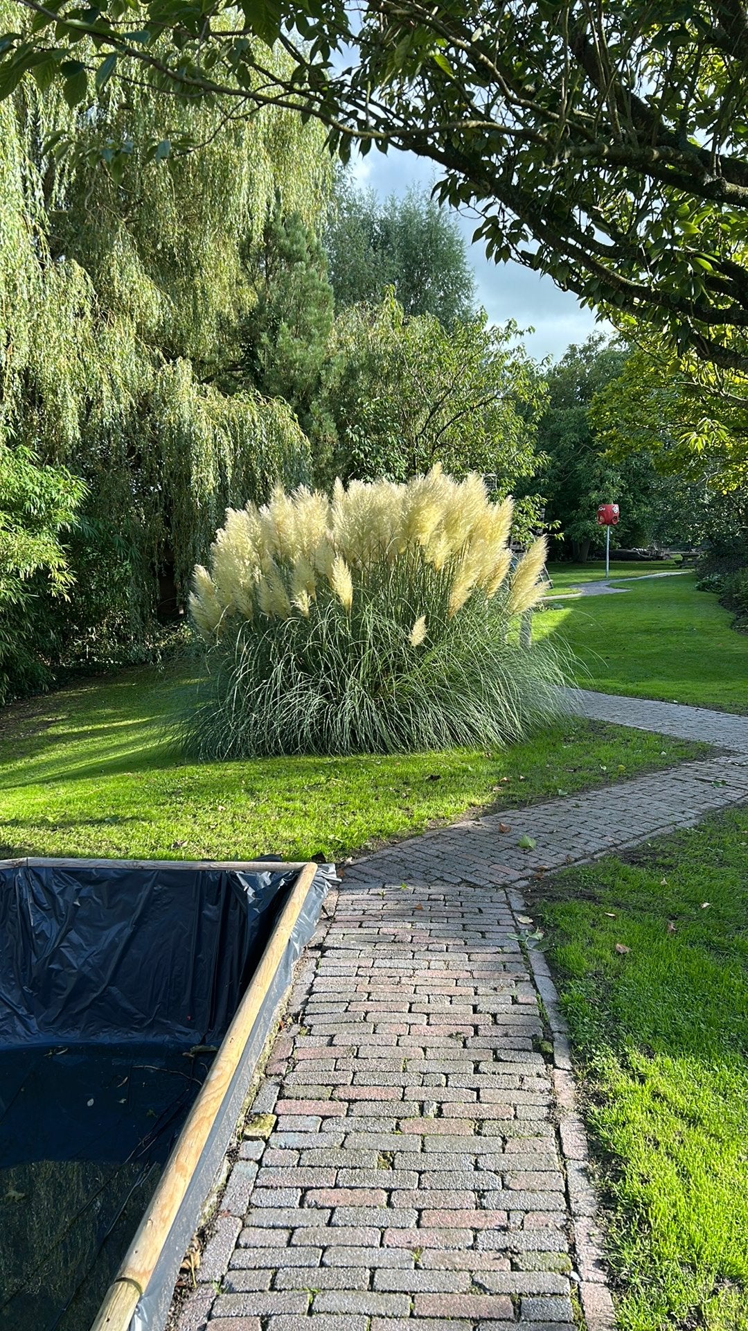 Siergras pluimen, Ophalen