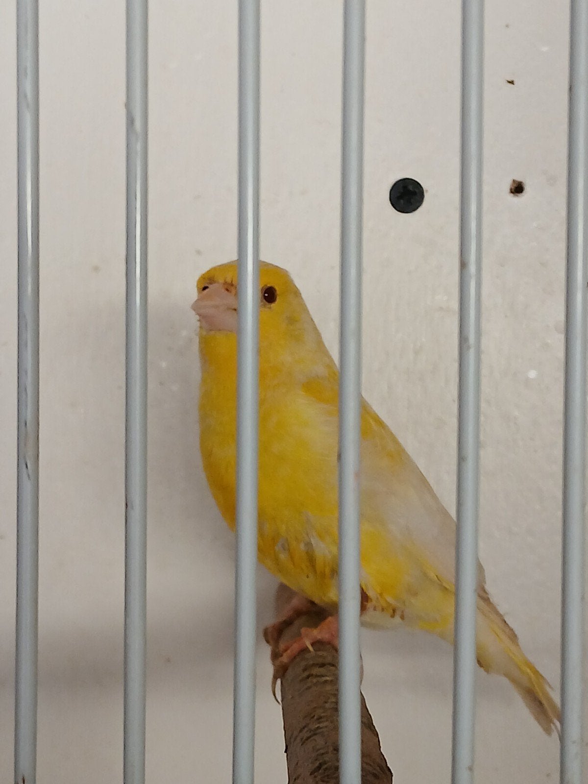 Groenling en putter pop en koppels sijsjes, Meerdere dieren, Wildzangvogel