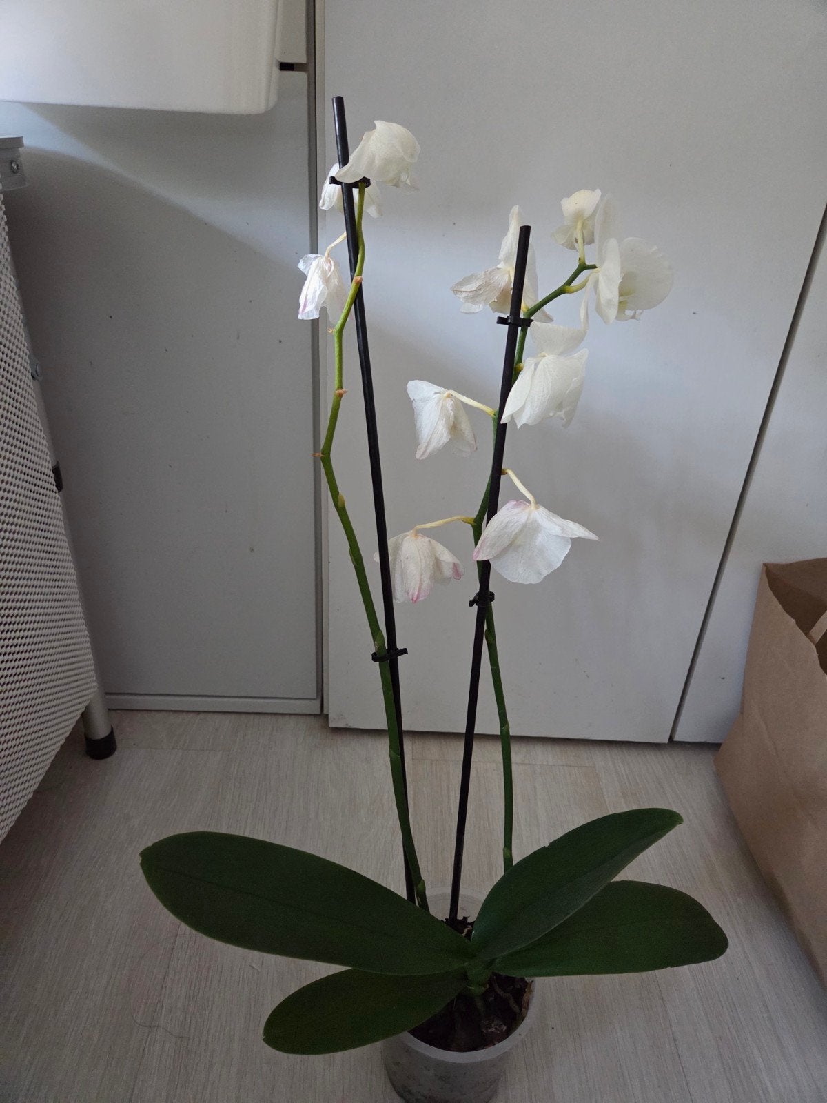 Witte Orchidee (Phalaenopsis) in pot, Huis en Inrichting, Ophalen, Overige soorten, Halfschaduw, In pot