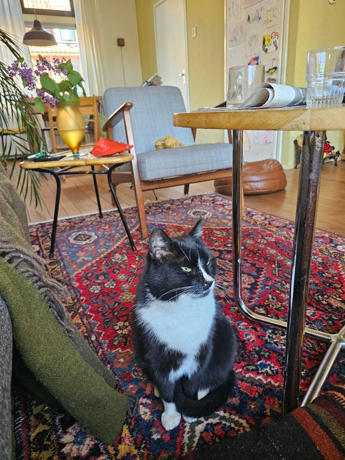 Vermist zwart witte kat, Kat