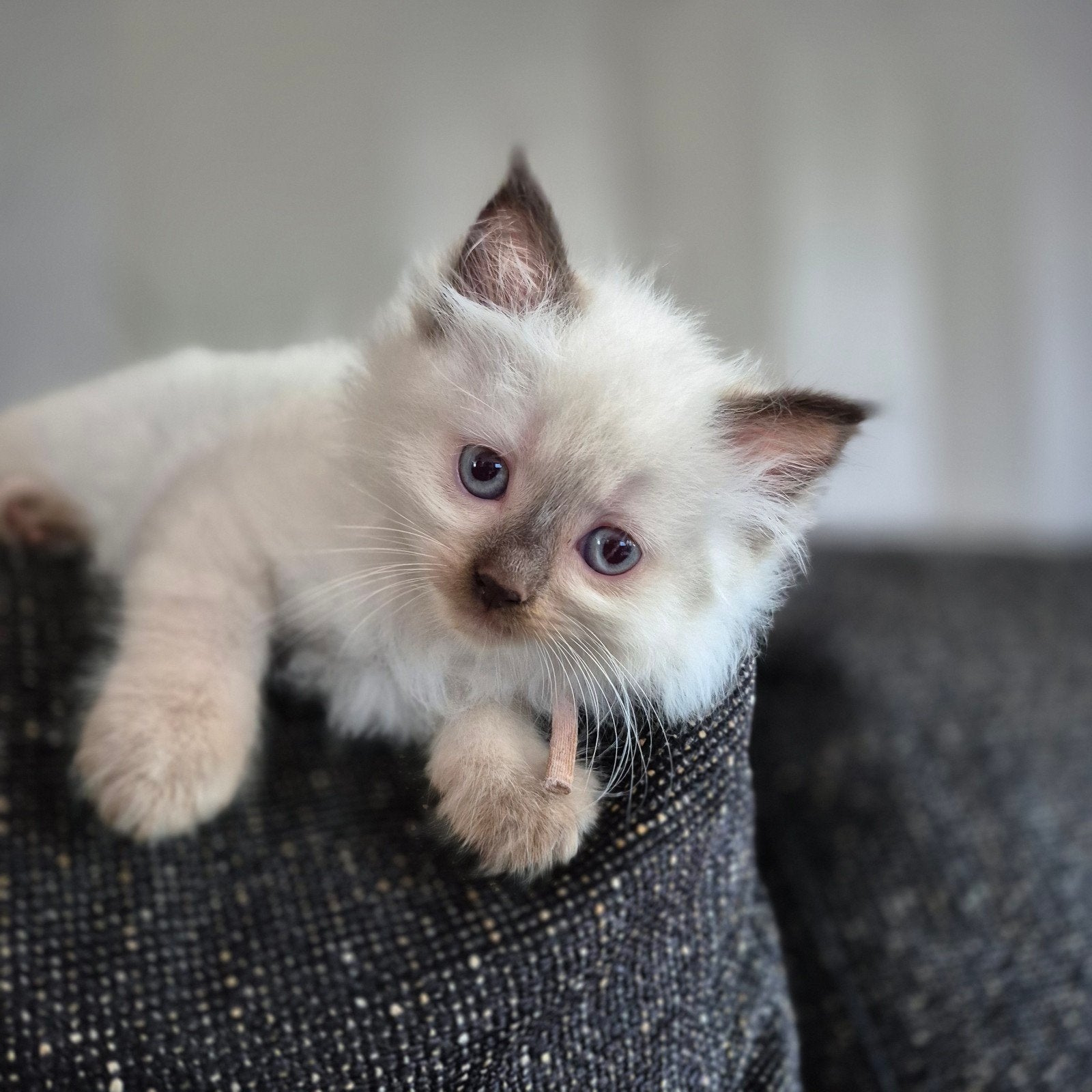 Ragdoll kitten poesje > mag begin augustus verhuizen, Poes, Ontwormd, 0 tot 2 jaar