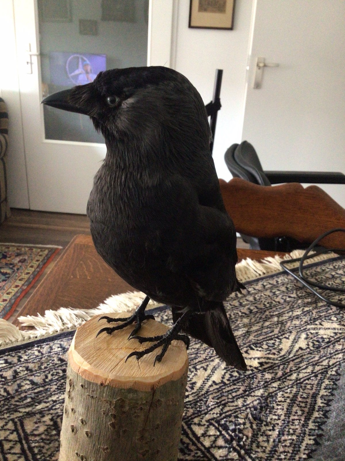 Opgezette kauw, Ophalen of Verzenden, Nieuw, Vogel, Opgezet dier