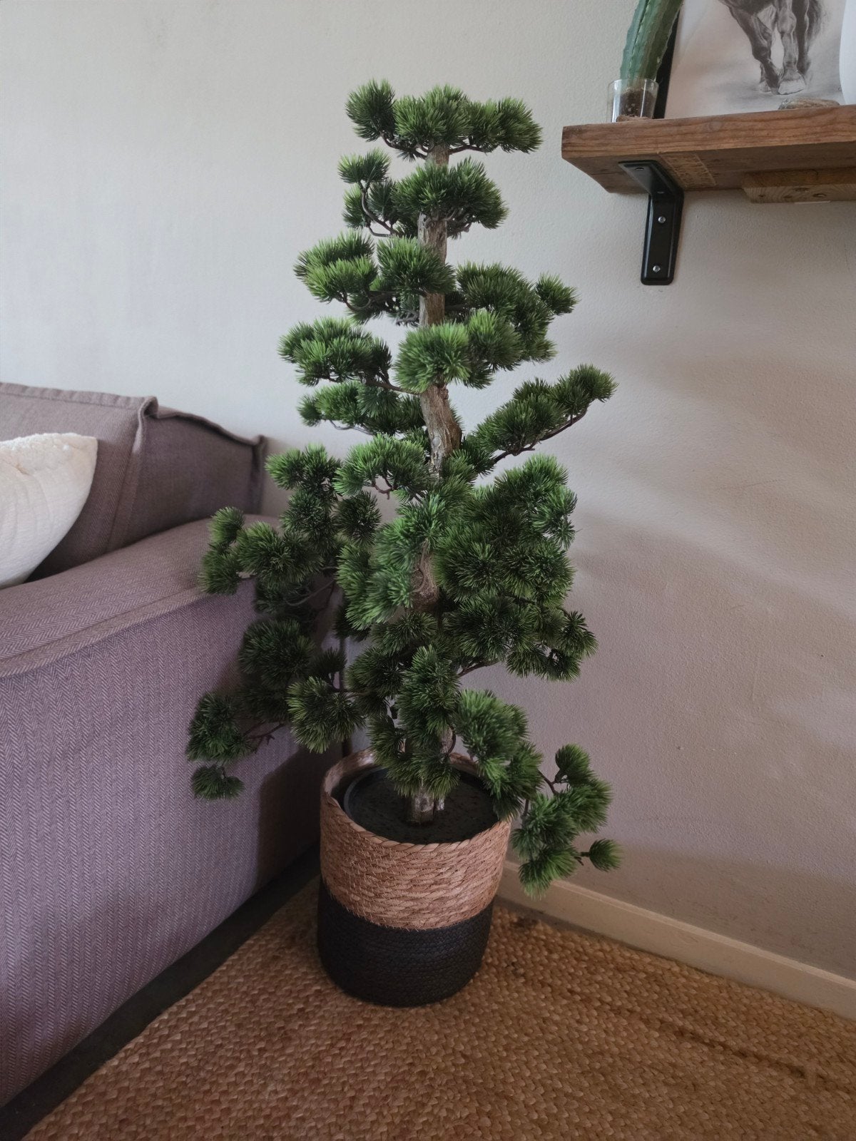 Neppe bonsai boom, Ophalen, Zo goed als nieuw