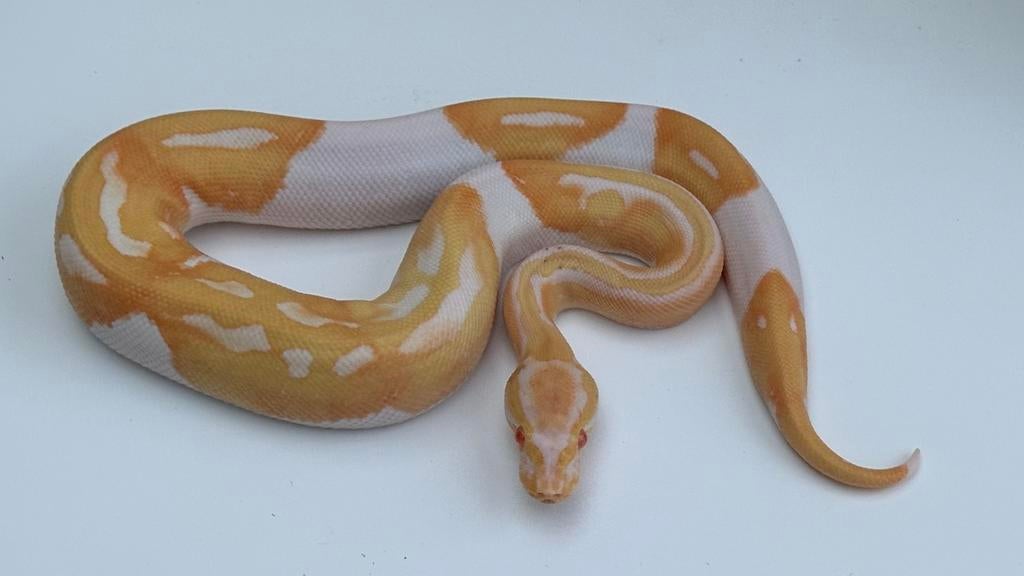 Albino piebalds ball pythons, Dieren en Toebehoren, Reptielen en Amfibieën, Slang, 0 tot 2 jaar