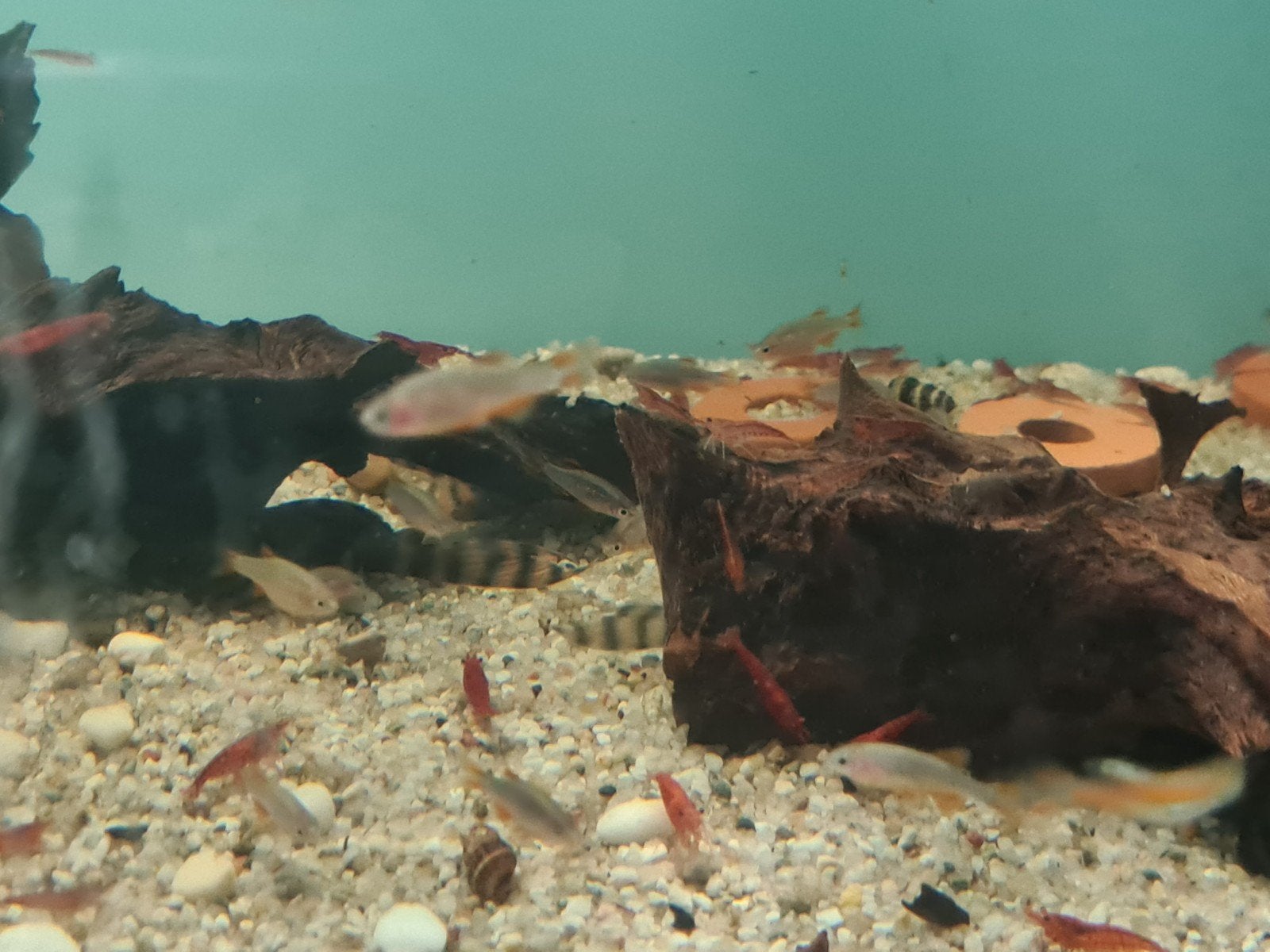 Microrasbora Galaxy, Dieren en Toebehoren, Vis, Zoetwatervis, Schoolvis