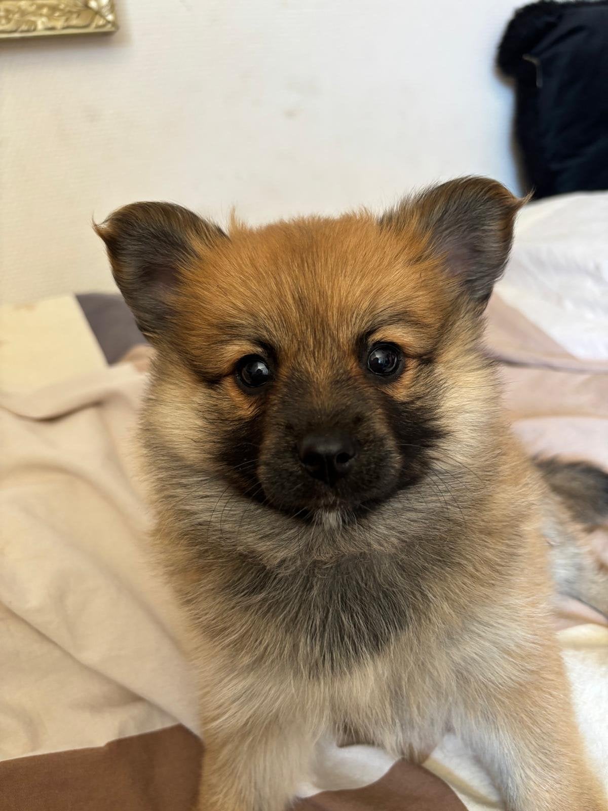 Te koop pomeriaan pups, Dieren en Toebehoren, Honden | Niet-rashonden, Reu, 8 tot 15 weken, Parvo, Meerdere