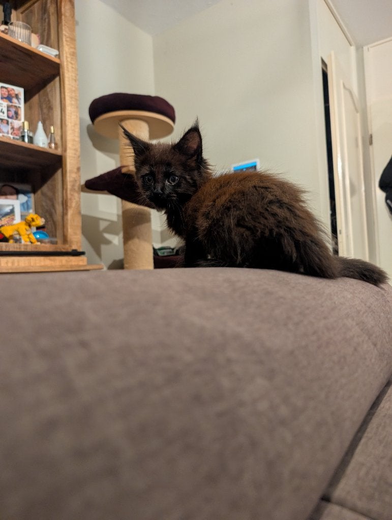 Cleo maine coon, Dieren en Toebehoren, Poes, Ontwormd, 0 tot 2 jaar