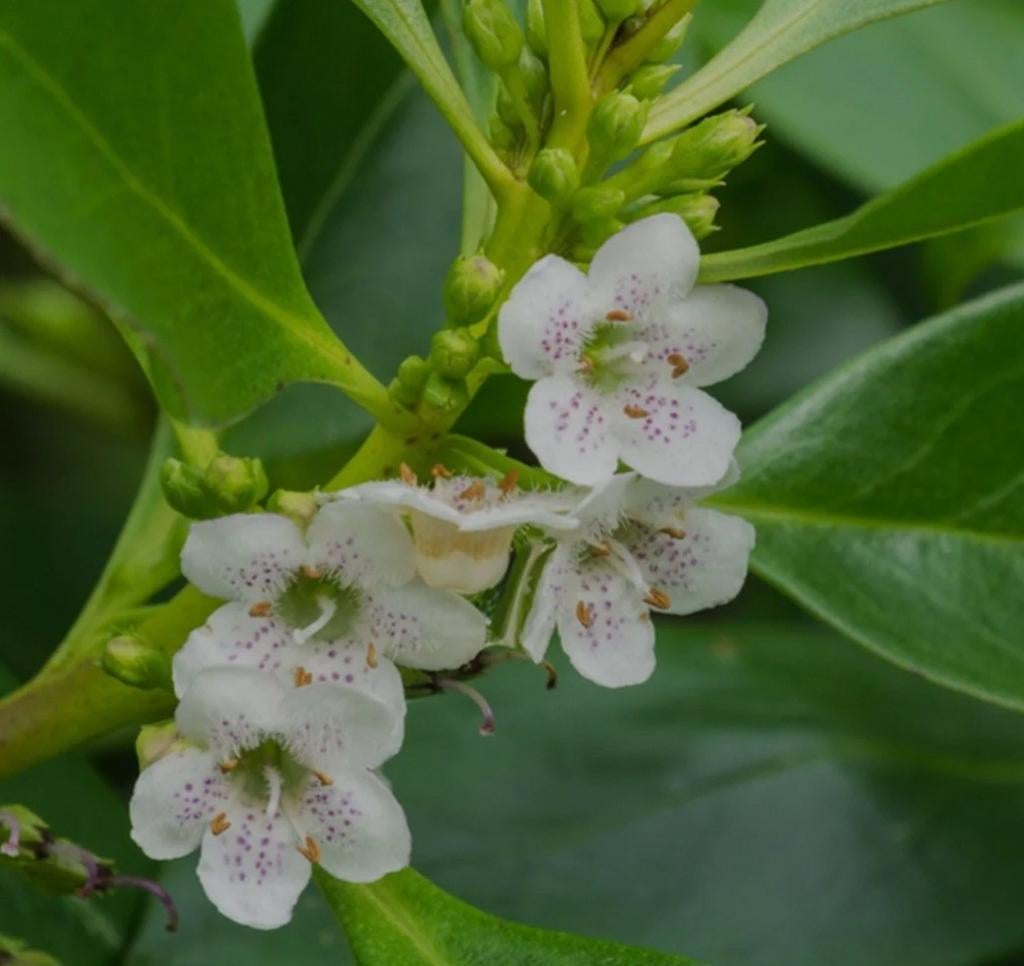 Myoporum laetum (Ngaio) zaden / Witte Oleander, Ophalen, Gehele jaar, Volle zon, Zaad