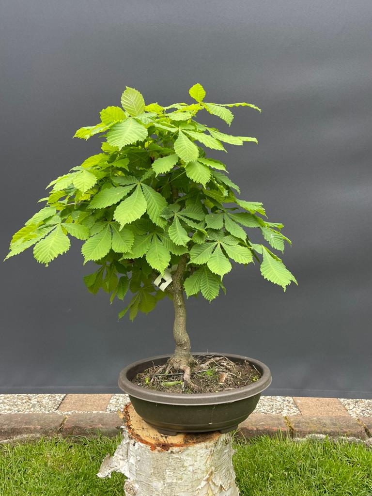 Bonsai witte paardenkastanje, Tuin en Terras, Planten | Bomen, Ophalen, Bloeit niet, Halfschaduw, Overige soorten