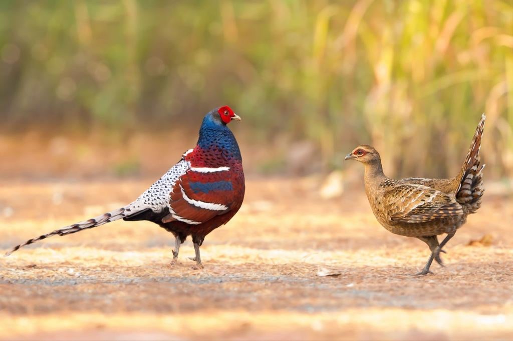 Hume fazanten broedeieren, Dieren en Toebehoren, Pluimvee, Geslacht onbekend, Kip
