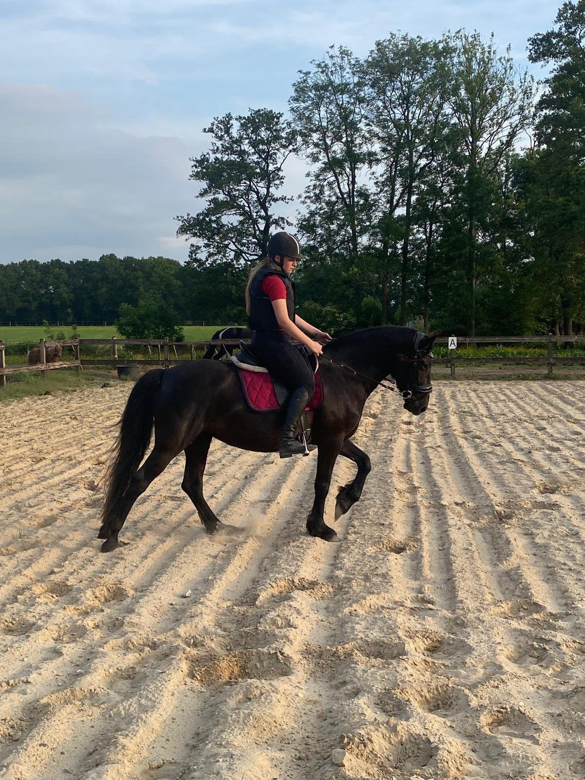 Knappe fell pony te koop!, Dieren en Toebehoren, Ophalen of Verzenden