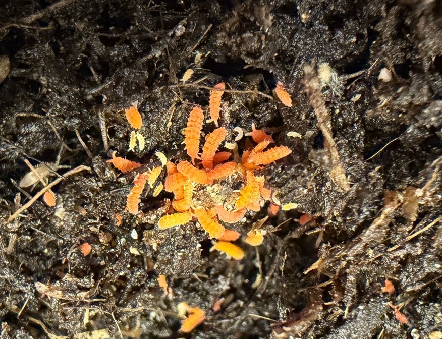 Yuukianura aphoruroides / Oranje springstaartjes, Ophalen of Verzenden, Nieuw, Overige typen