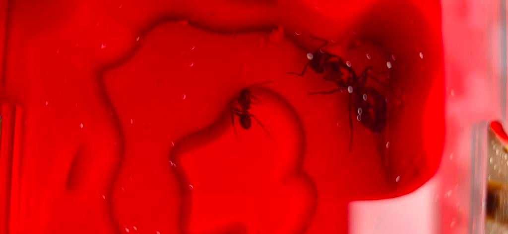 Camponotus Ligniperda incl toebehoren, Dieren en Toebehoren, Insecten en Spinnen, Bijen