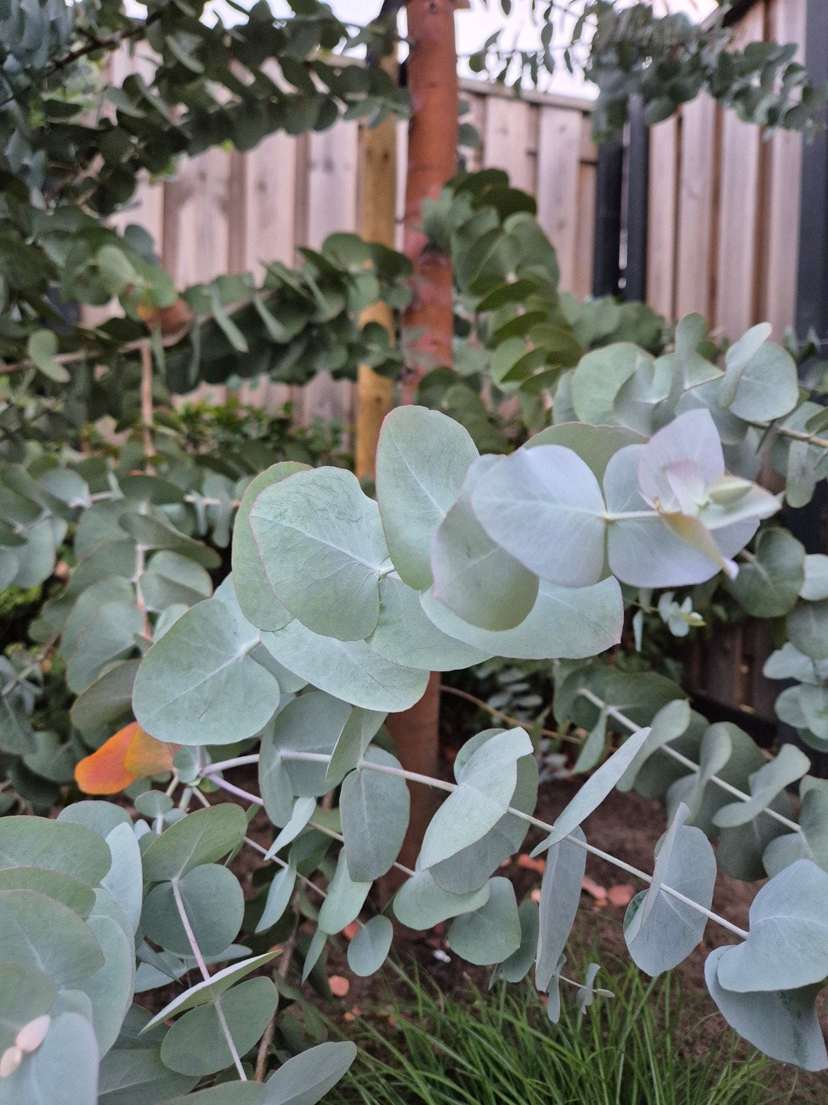 8 Verse eucalyptus takken, Bloeit niet, Overige soorten, Minder dan 100 cm, Ophalen