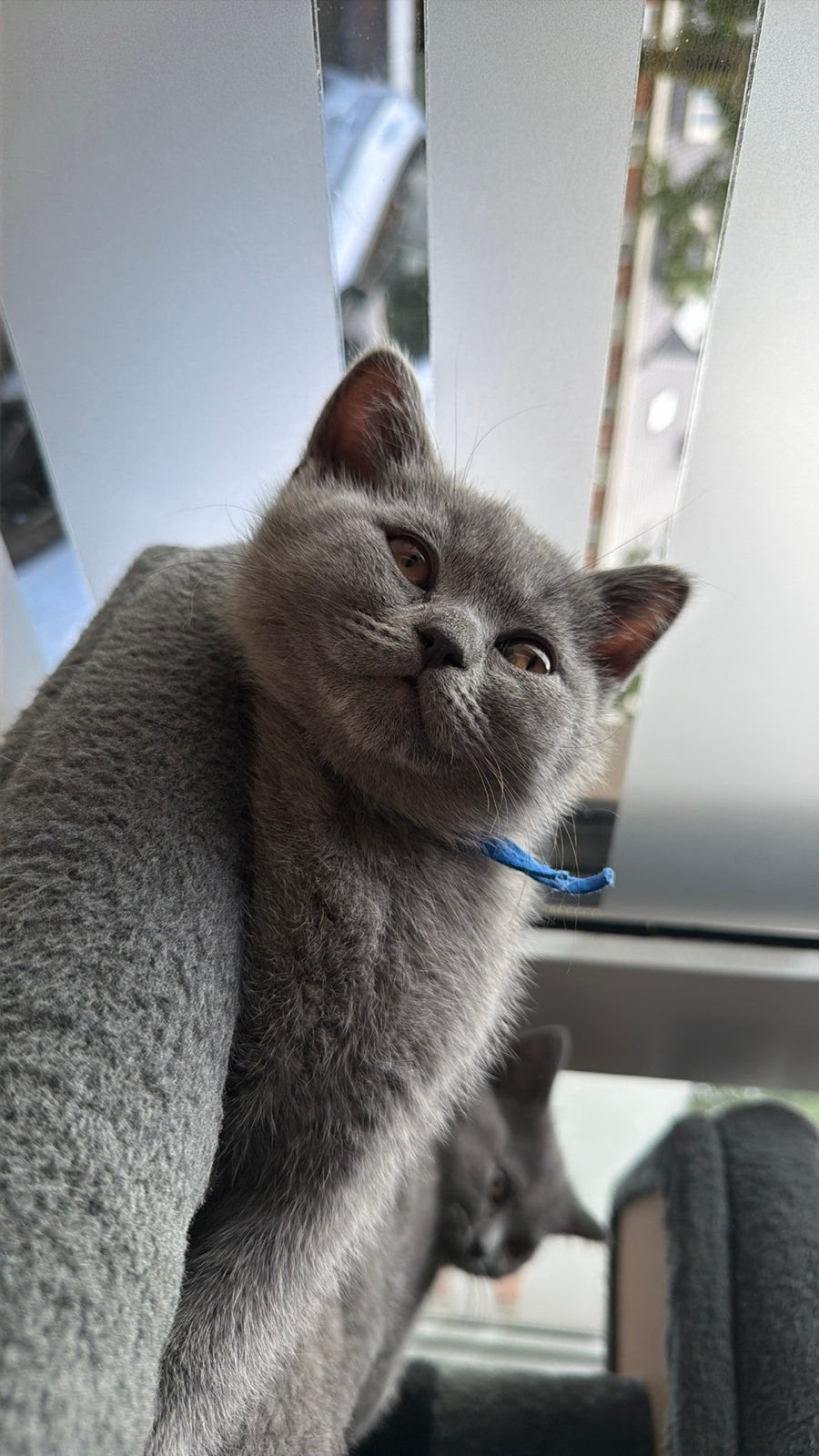 Britse korthaar kittens klaar om te verhuizen!, Meerdere dieren, Kortharig, 0 tot 2 jaar