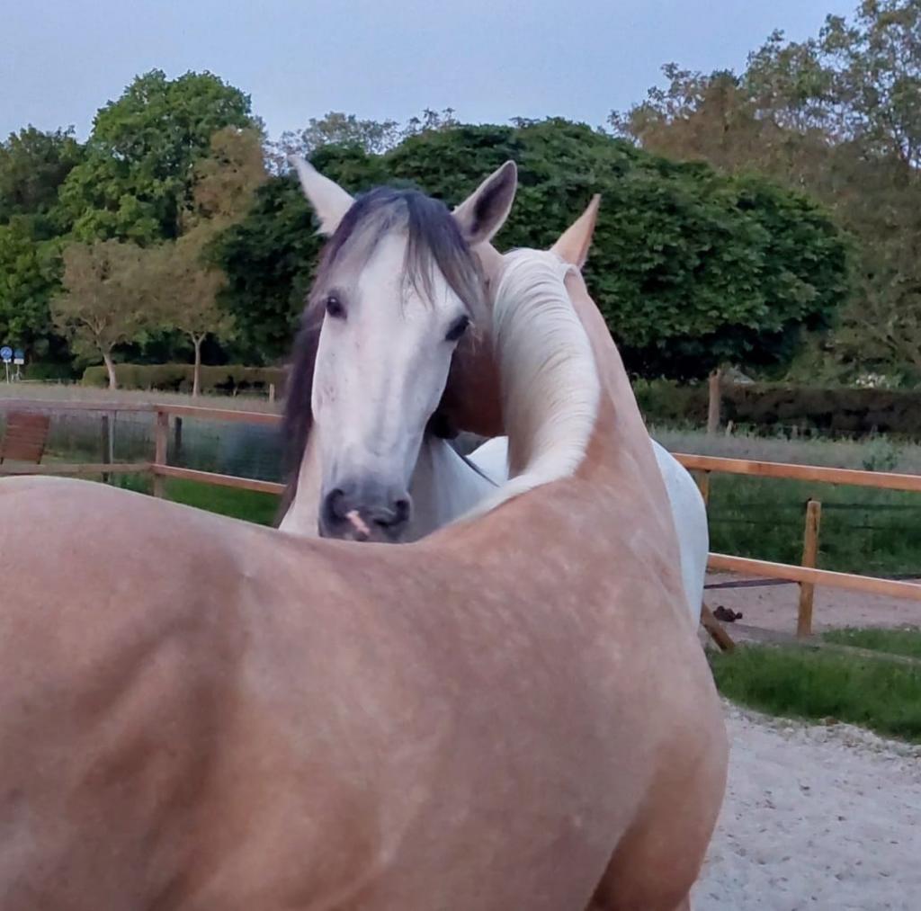 Fijne plek op paddock paradise aan huis, Dieren en Toebehoren, Stalling en Weidegang, 1 paard of pony