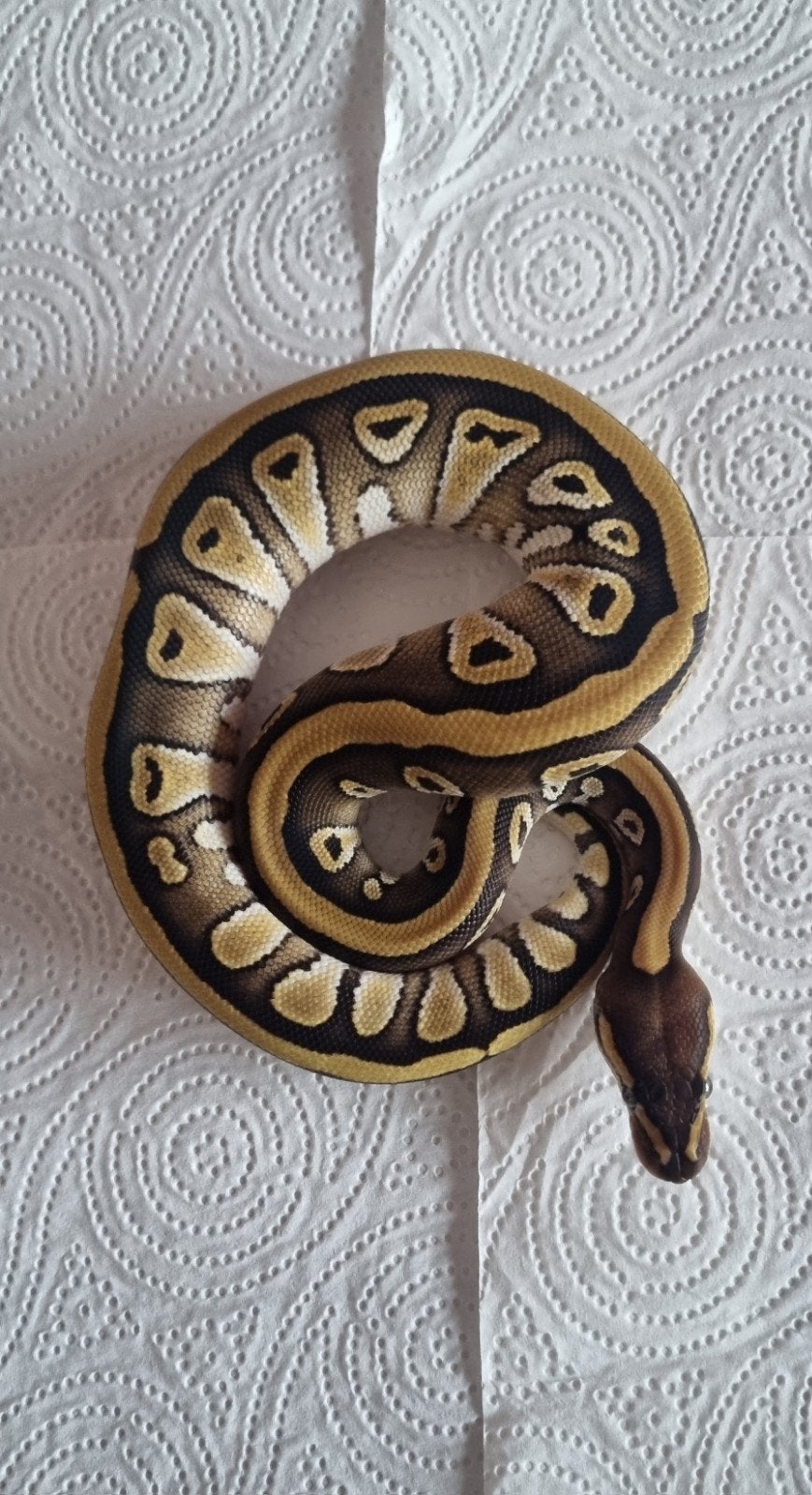 koningspython Ball Python - unknown for sale from Mark