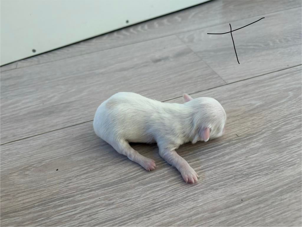 Leuke puppys vlinderhondje mix maltezer, Parvo, Nederland, 8 tot 15 weken, Meerdere
