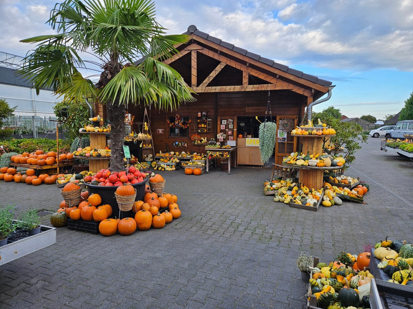 halloween pompoenen, Tuin en Terras, Ophalen, Overige soorten, Volle zon