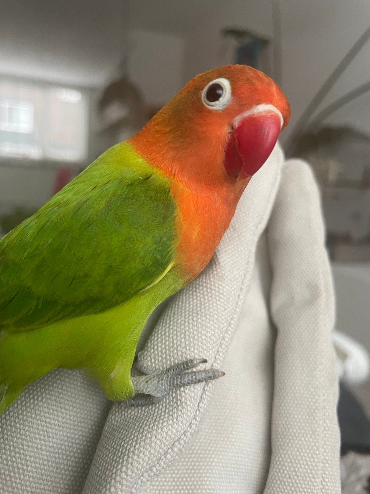 Agapornis te koop, Dieren en Toebehoren, Vogels | Parkieten en Papegaaien, Geslacht onbekend, Dwergpapegaai of Agapornis, Geringd
