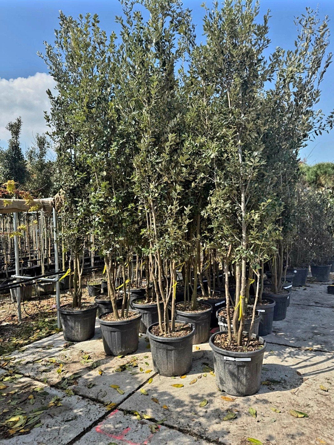Quercus Ilex ❗️🍀 meerstam steeneik🍀❗️ 250-300, Tuin en Terras, Ophalen