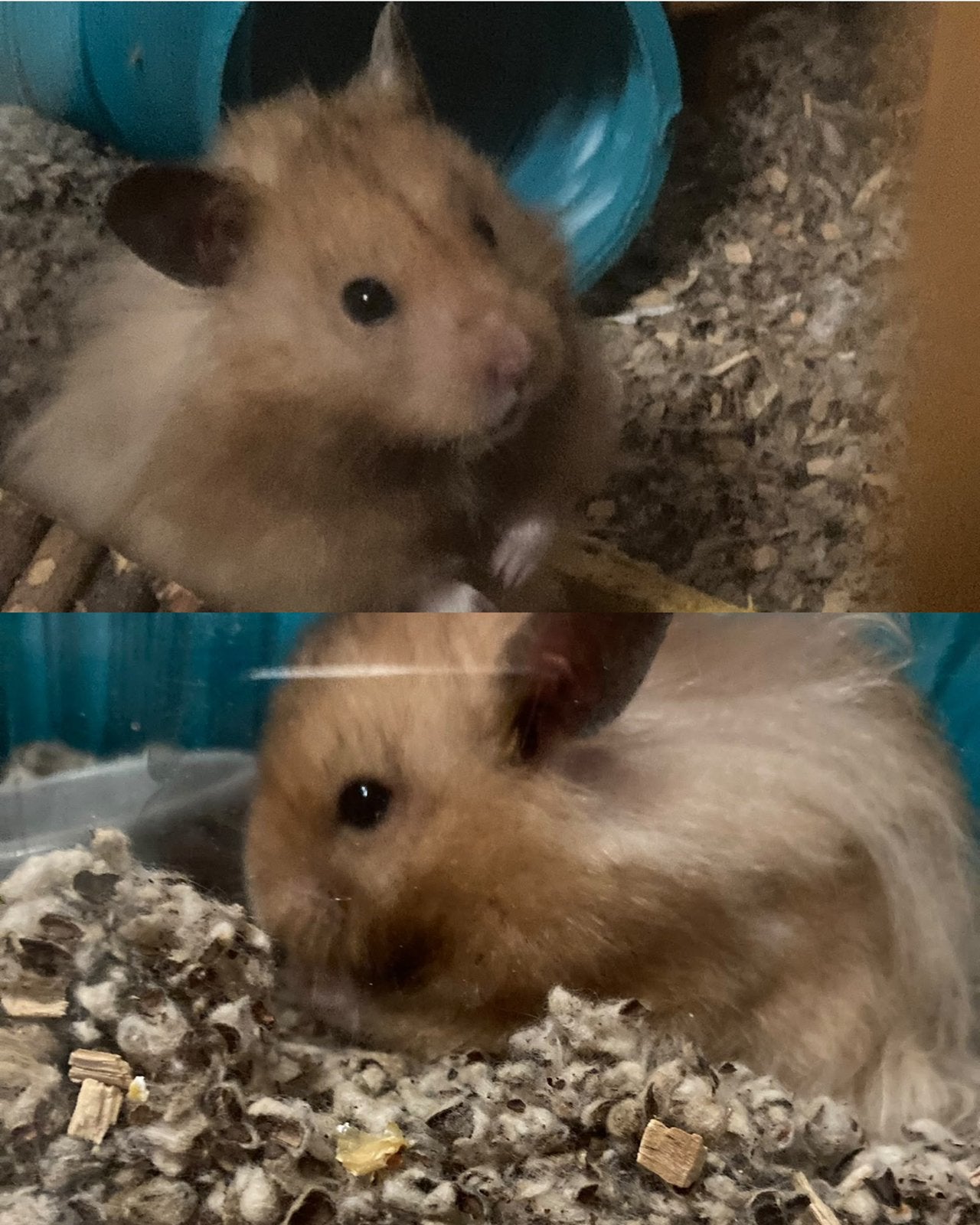Goudhamster man, Hamster, Mannelijk, Januari, Tam