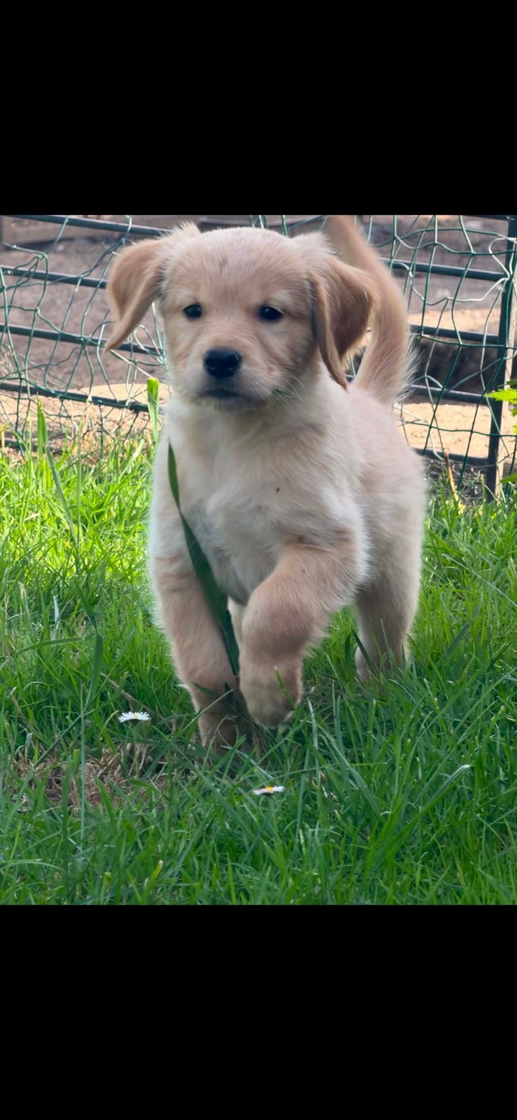 MOOI NESTJE GOGDEN RETRIEVERS, België, Fokker | Hobbymatig, 8 tot 15 weken, Meerdere