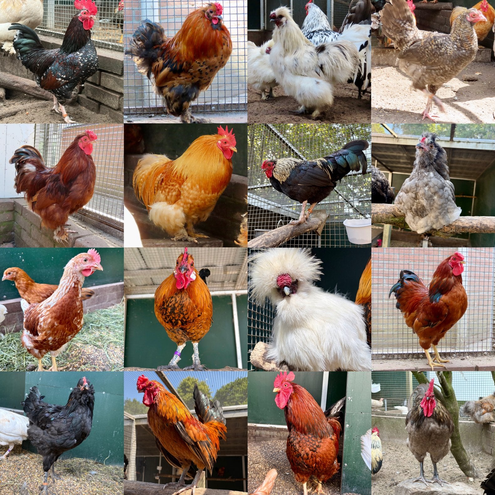 Diverse hanen, Mannelijk, Kip