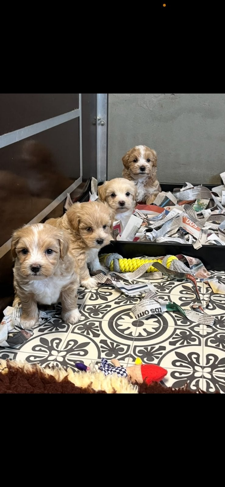 Maltipoo pups  ( maltezer x poedel ), Dieren en Toebehoren, Honden | Chihuahua's en Gezelschapshonden, Parvo, Overige rassen, 8 tot 15 weken