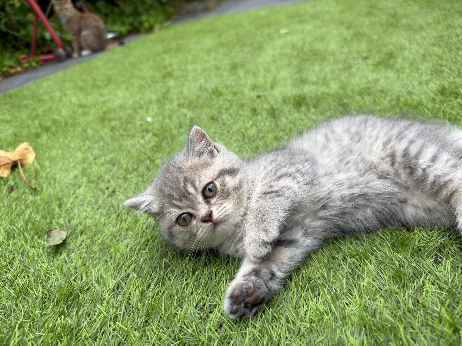 British kort haar, Meerdere dieren