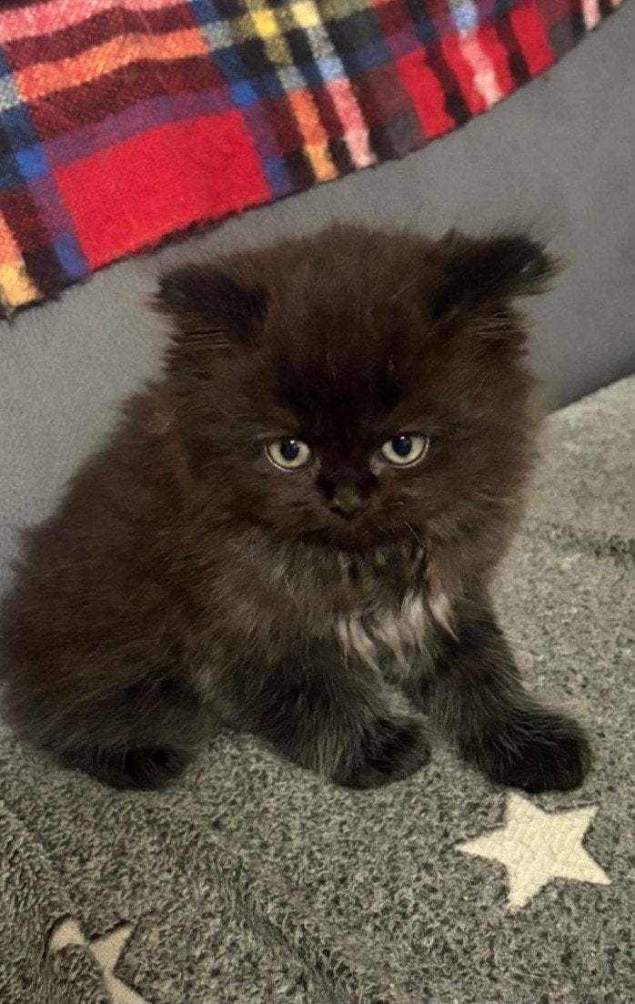 Te koop britse langhaar, Meerdere dieren, Gechipt