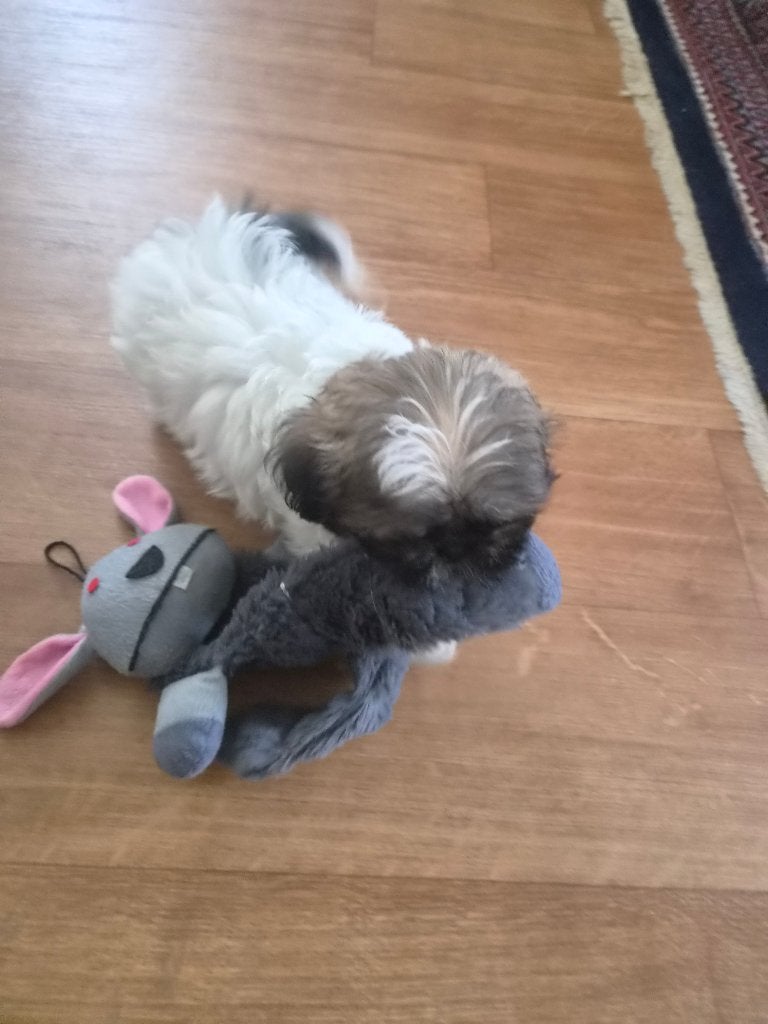boomer pup, Parvo, Nederland, 8 tot 15 weken, Meerdere