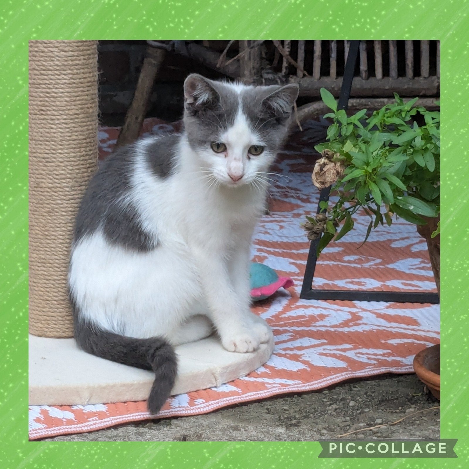 Lieve kittens., Meerdere dieren, Kortharig