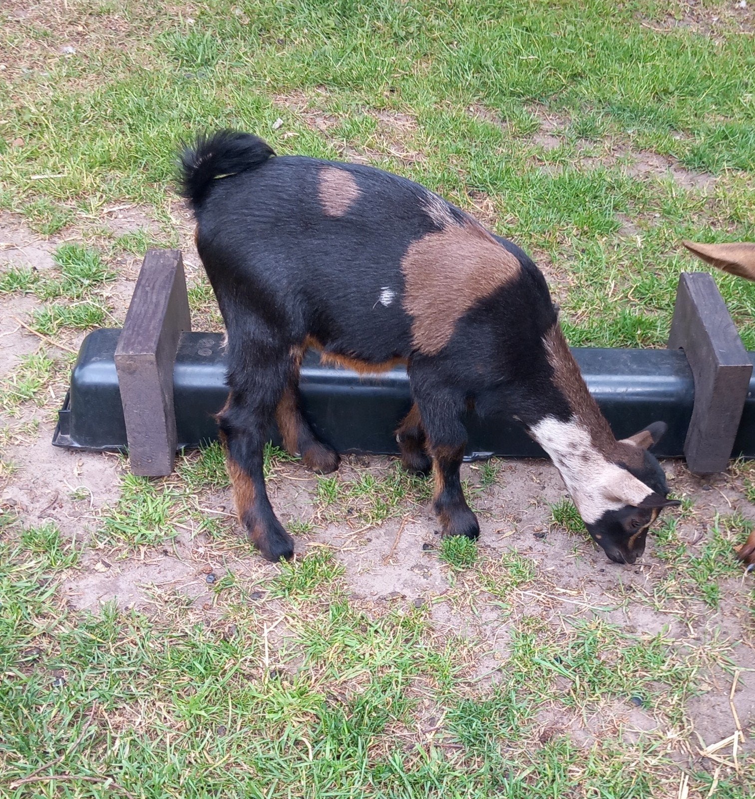 Dwerggeit bokjes hoornloos, Dieren en Toebehoren, Schapen, Geiten en Varkens, Mannelijk, Geit