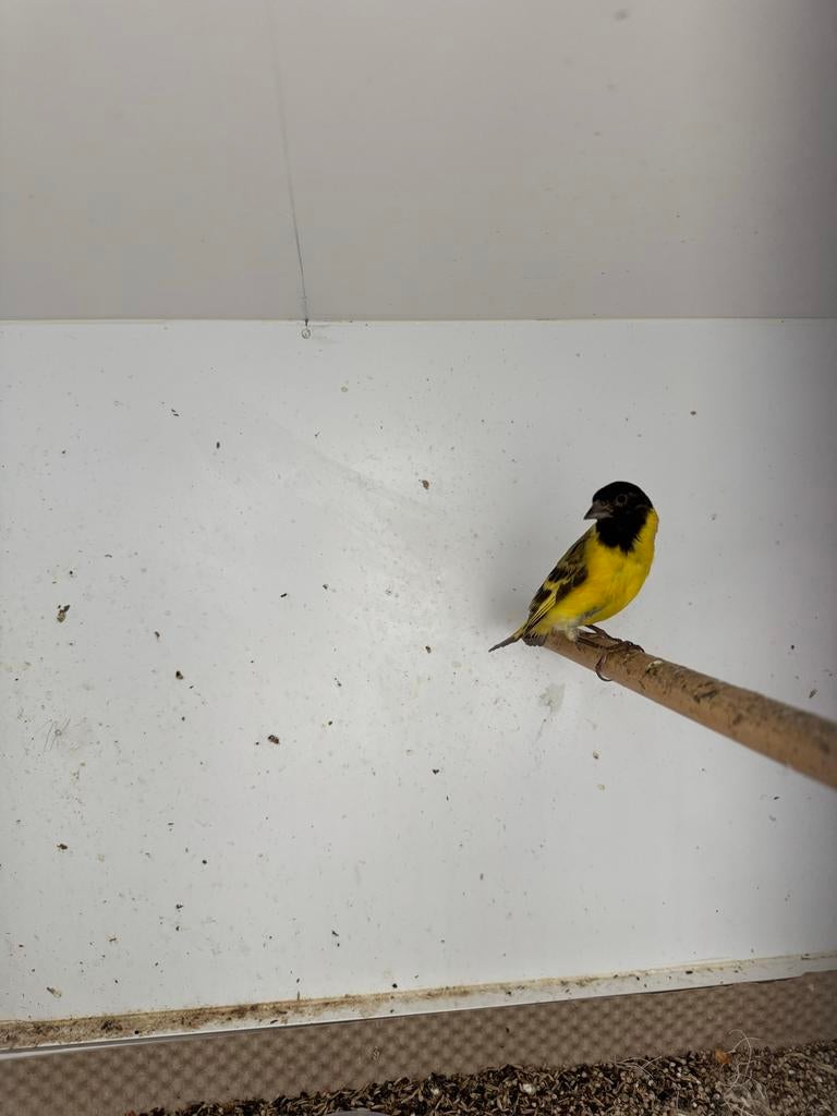 Topaas zwartkopsijs man 2025, Dieren en Toebehoren, Vogels | Overige Vogels, Mannelijk, Tropenvogel