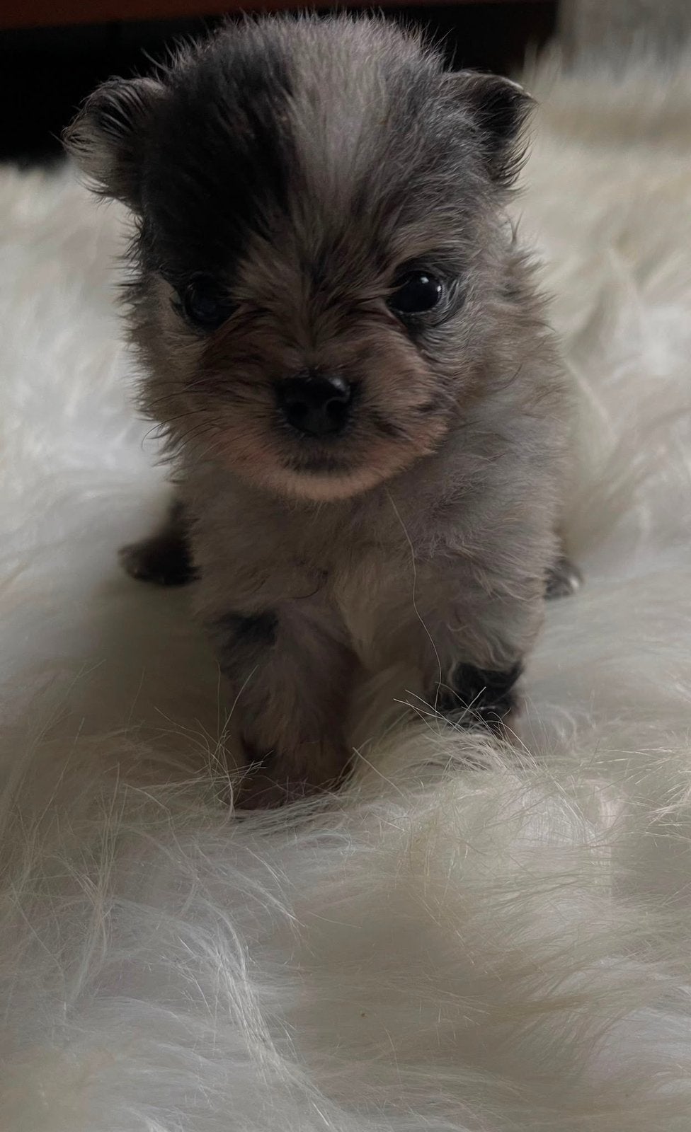 6 knappe mini pomchi pups zoeken een gouden mandje, Dieren en Toebehoren, Honden | Chihuahua's en Gezelschapshonden, 8 tot 15 weken