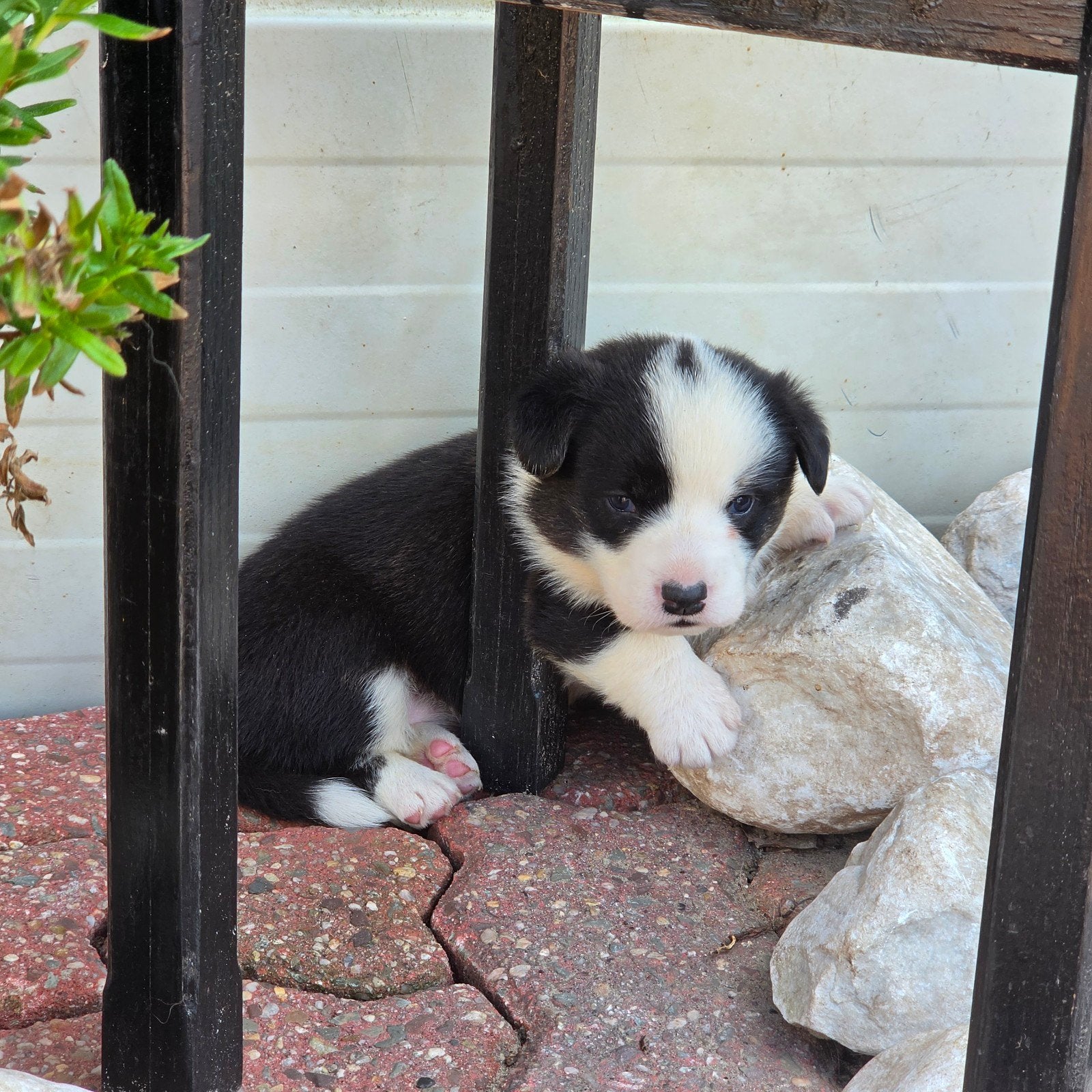 Welsh Corgi Cardigan pups, Parvo, Overige rassen, 8 tot 15 weken, Meerdere