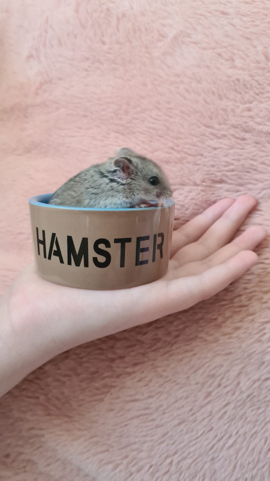chineze dwerg hamster  mannetje, Dieren en Toebehoren, Mannelijk, Overige typen, Tam, September
