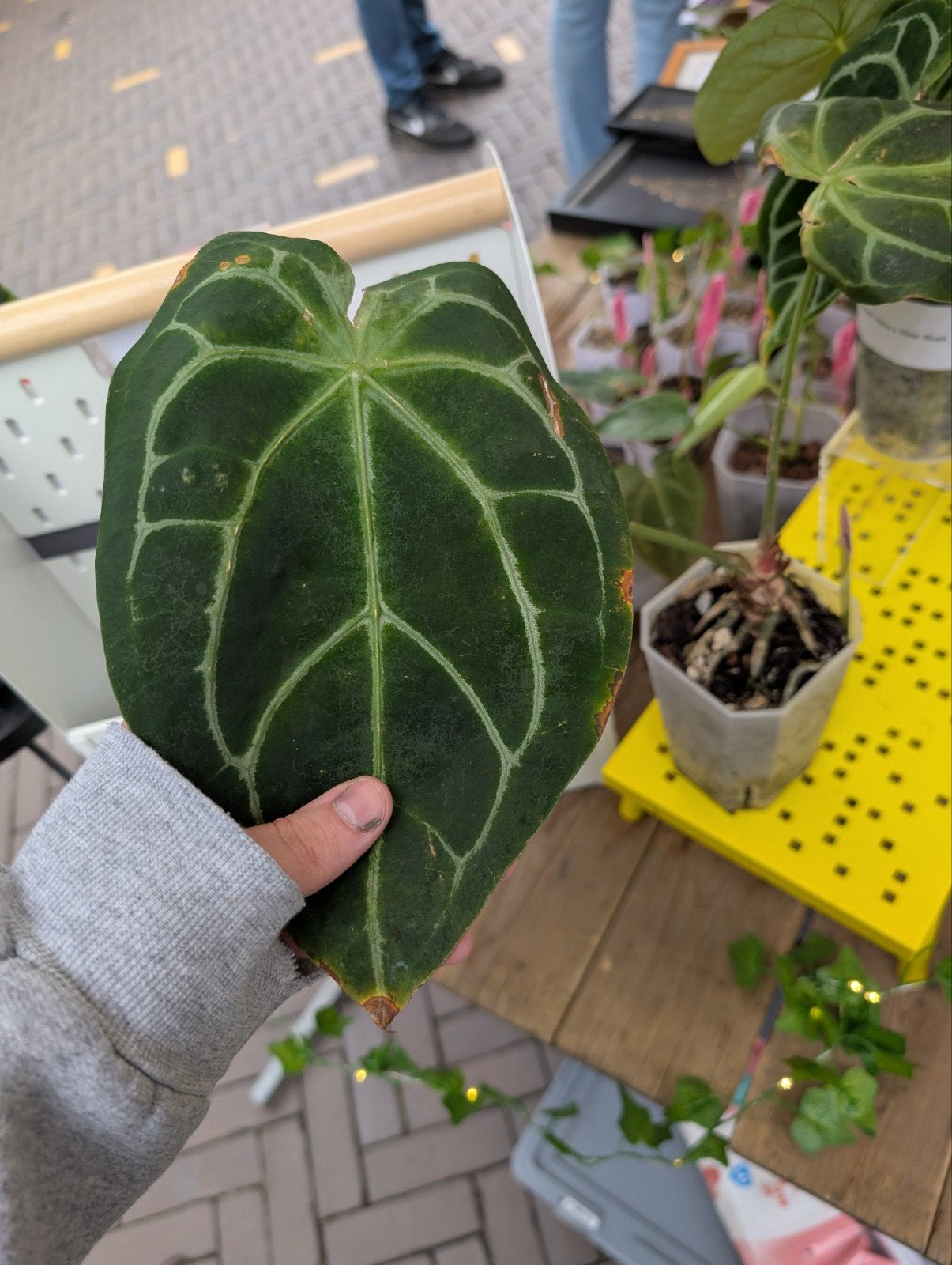 Anthurium Greige x DocBlock F2 x self, Ophalen of Verzenden, Halfschaduw, Minder dan 100 cm