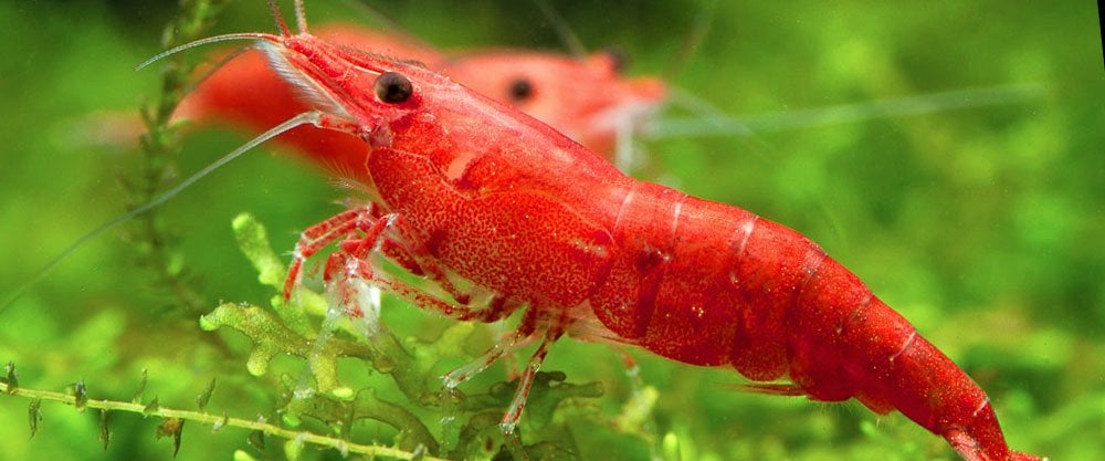 Red Fire Shrimps  - Hoge Kwaliteit - Cherry Garnaal, Dieren en Toebehoren, Vis