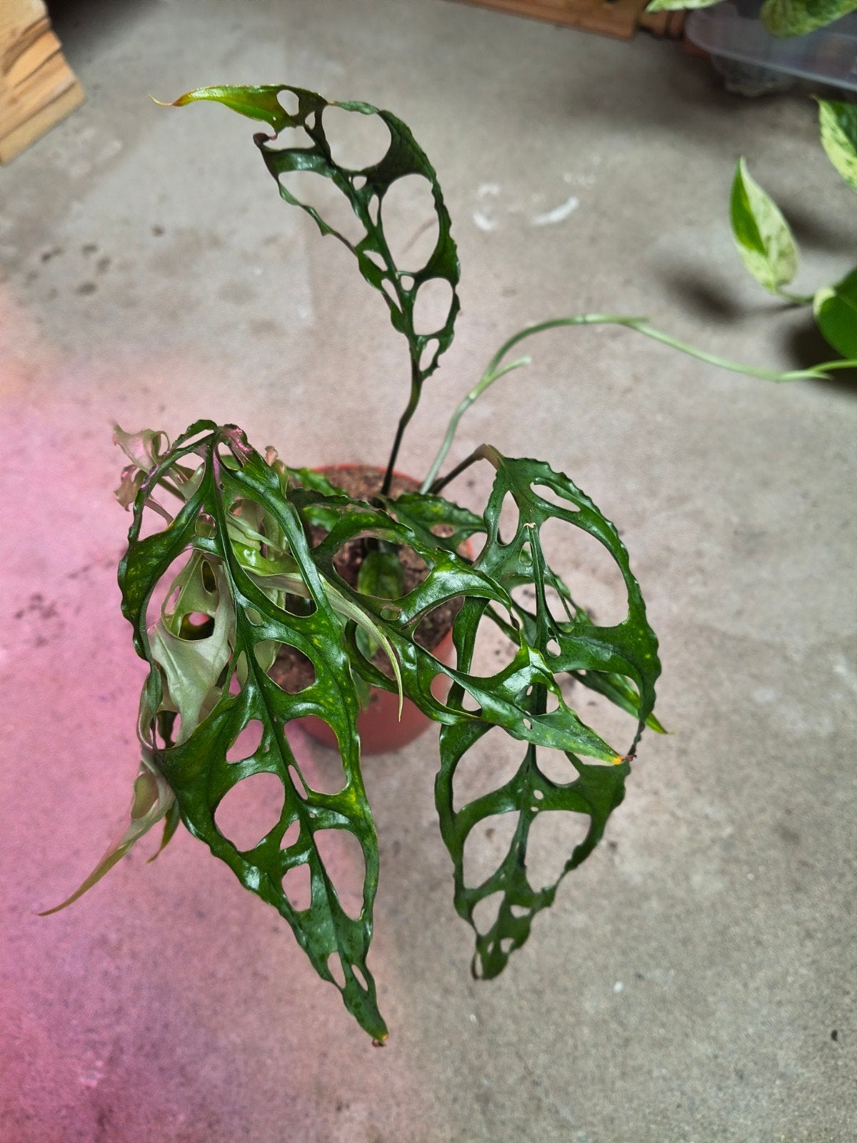 Monstera Obliqua Peru plant, Huis en Inrichting, Ophalen of Verzenden, Halfschaduw, Minder dan 100 cm