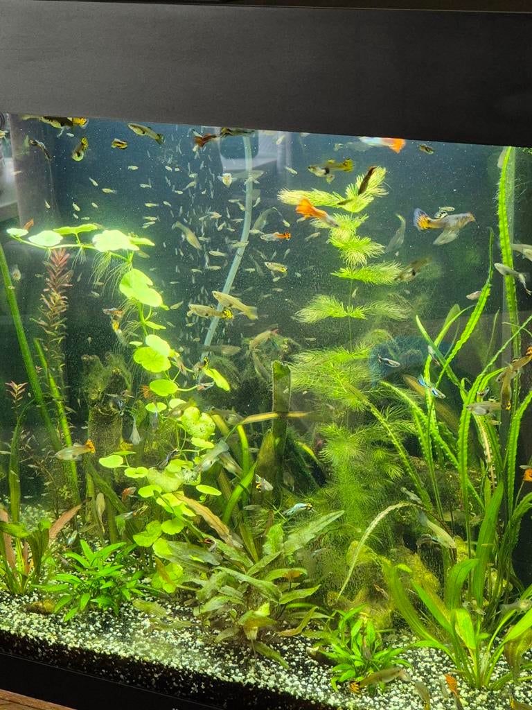 Gratis jonge gezonde guppy's, ca 3 cm groot, Dieren en Toebehoren, Vissen | Aquariumvissen, Vis, Zoetwatervis