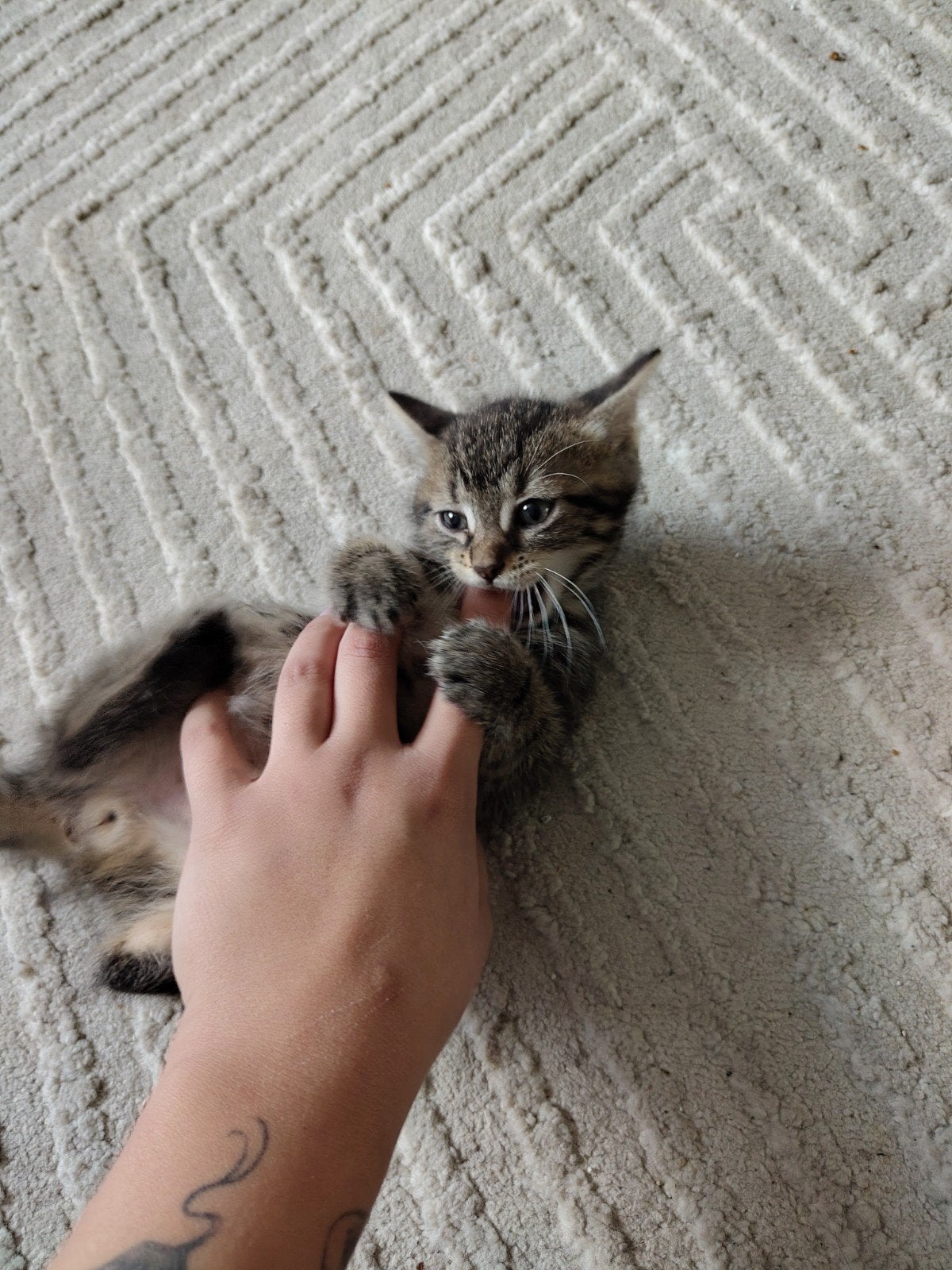 Kittens