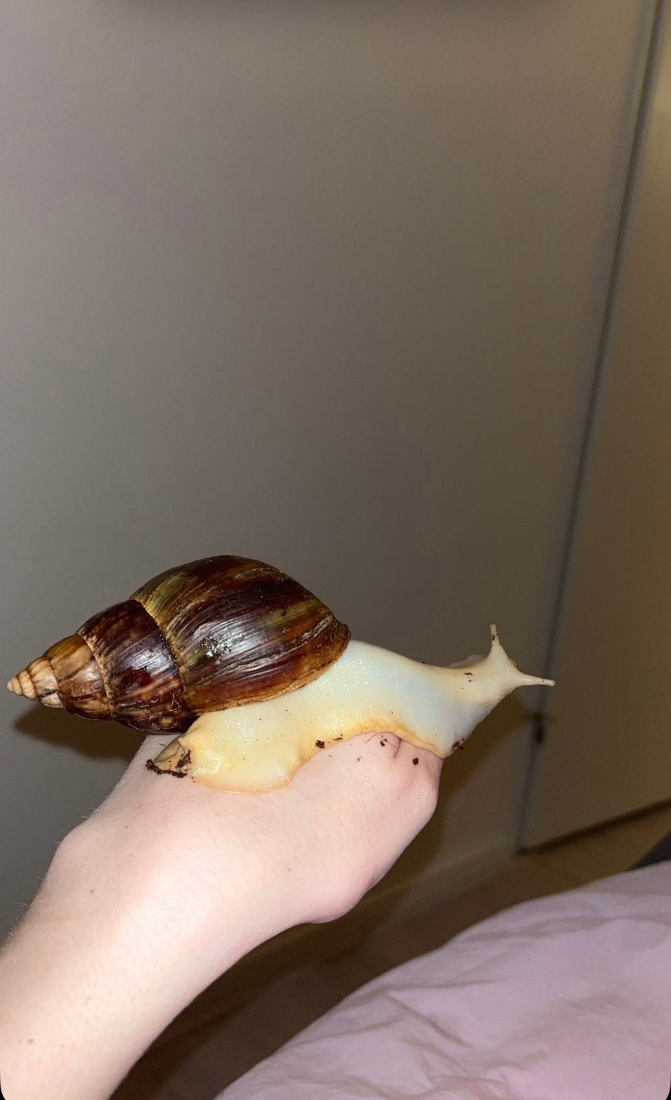 Achatina reticulata (afrikaanse reuzenslak) Baby’s GRATIS, Ophalen, Zo goed als nieuw, 17 tot 18