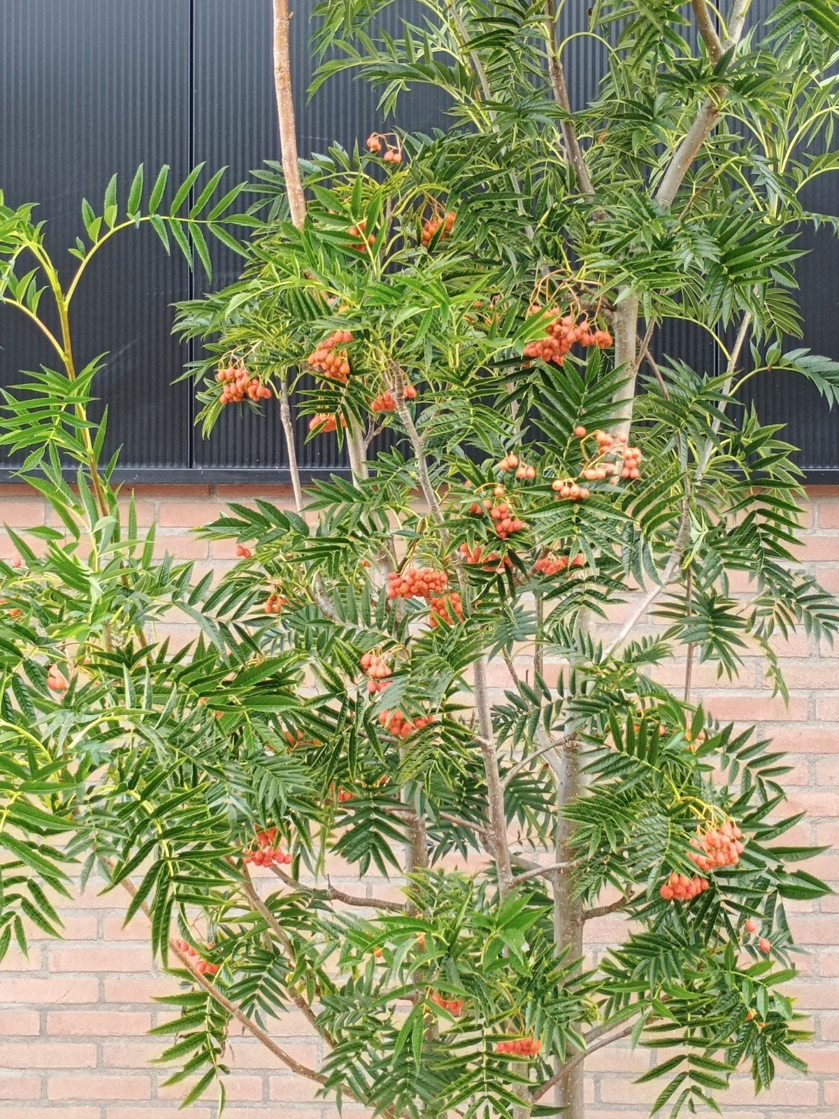 Sorbus Dodong - Sierlijke Lijsterbes met opvallende bessen, Tuin en Terras, Overige soorten, Lente, 250 tot 400 cm, Ophalen