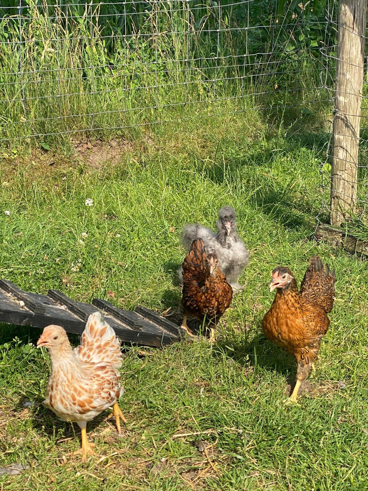 6 jonge hennen. Zijdehoender & Wyandotte, Dieren en Toebehoren, Pluimvee, Vrouwelijk, Kip
