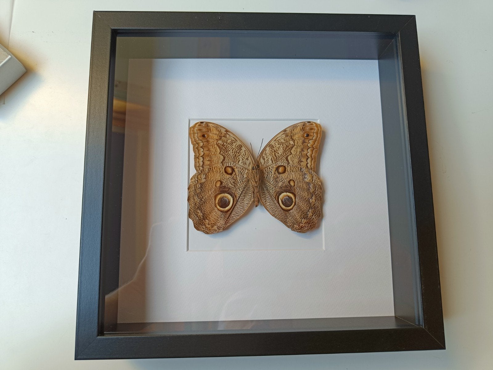 Ingelijste vlinder - Decoratieve kunst, Ophalen of Verzenden, Nieuw