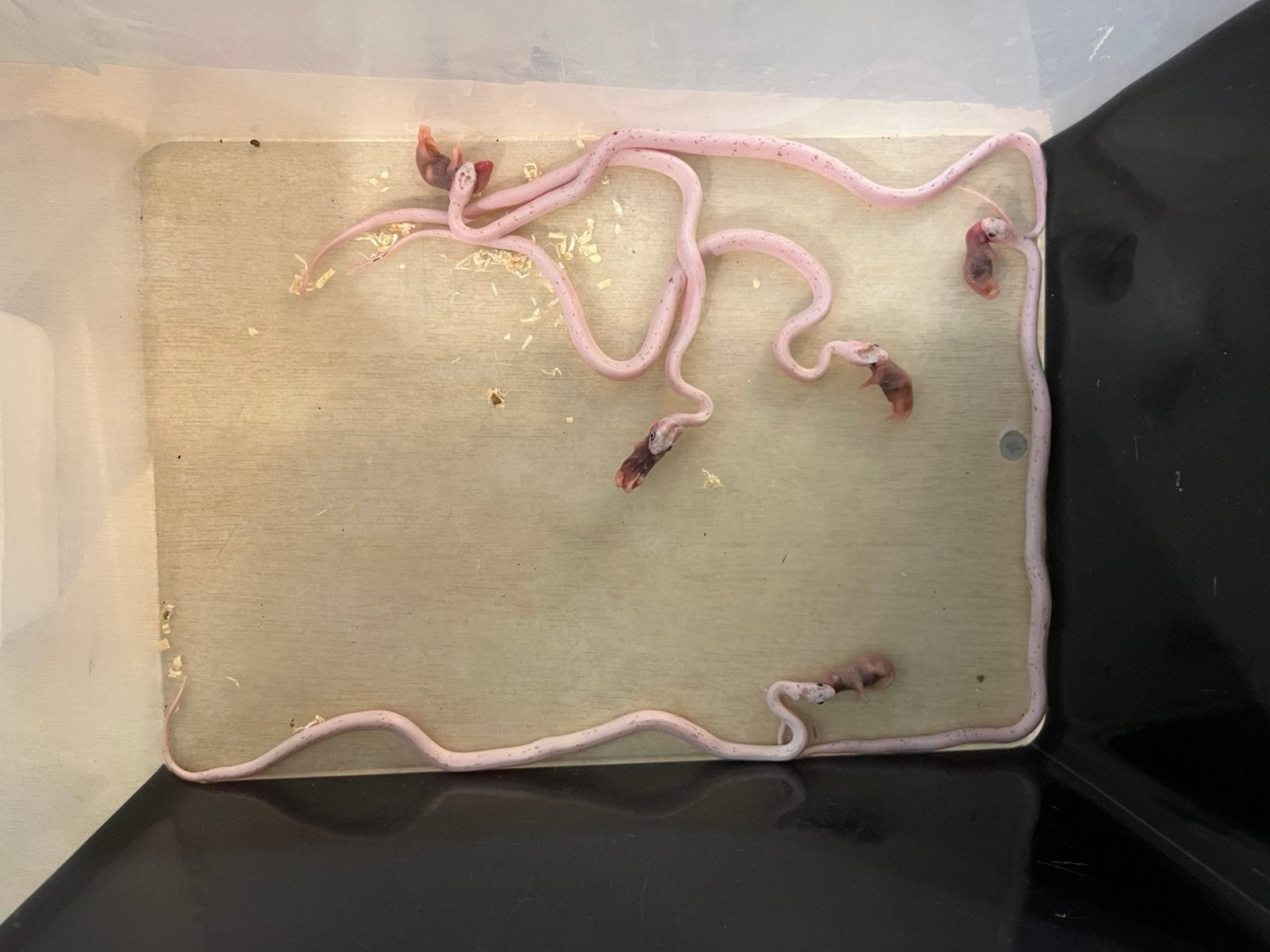 0.0.5 palmetto tessera het caramel guttatus Corn Snake photo 2